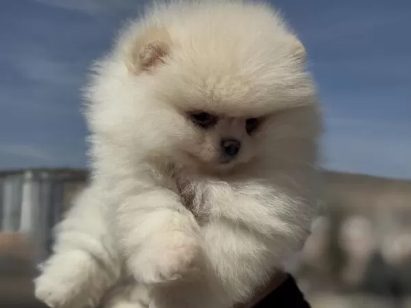 Petmode Köpek Çiftliğinden Teddy Face Pomeranian