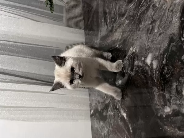 4 Aylık British Shorthair Blue Point