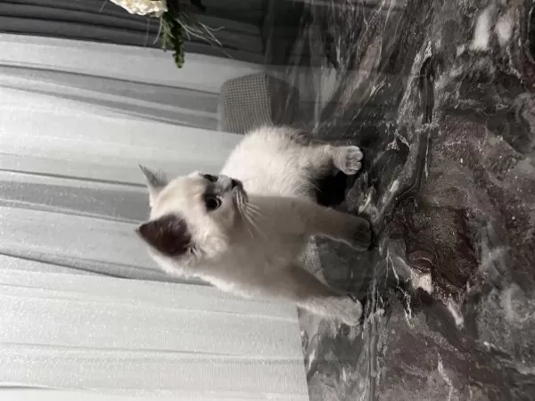 4 Aylık British Shorthair Blue Point