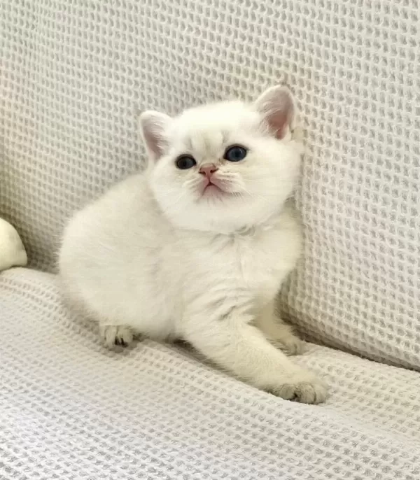 Beyaz Prens Mavi Boncuk Gözlü Safkan British Shorthair