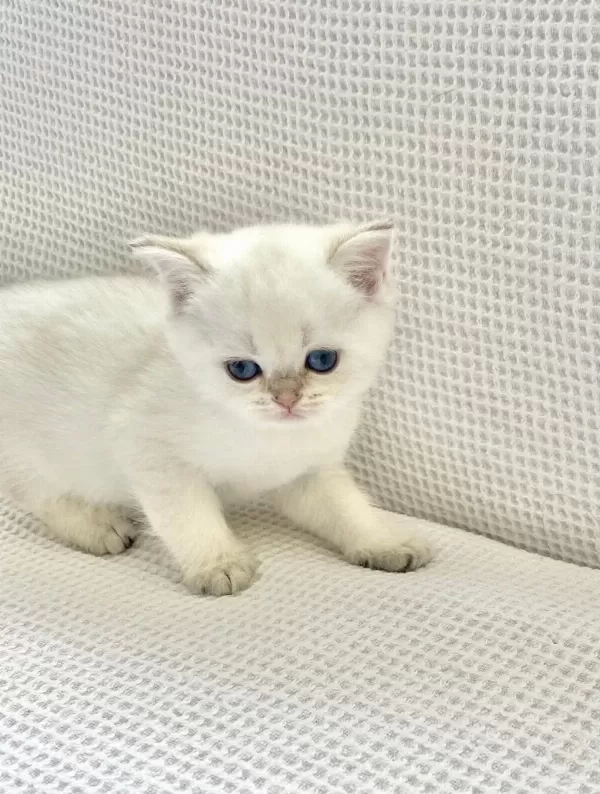 Beyaz Prens Mavi Boncuk Gözlü Safkan British Shorthair