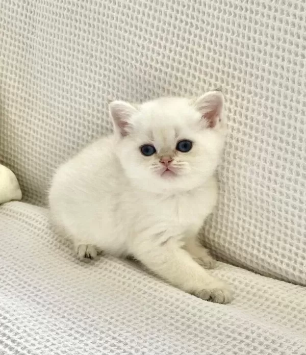 Beyaz Prens Mavi Boncuk Gözlü Safkan British Shorthair