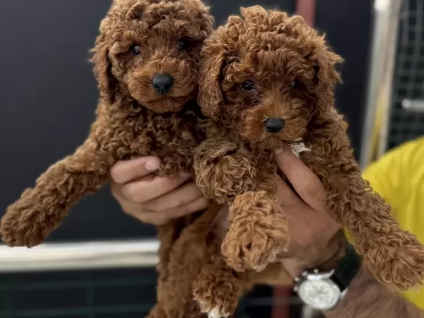 Petmode Köpek Çiftliğinden Toy Poodle Yavrular