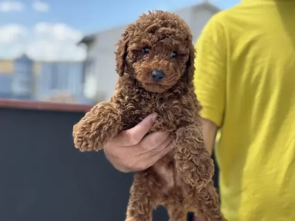 Petmode Köpek Çiftliğinden Toy Poodle Yavrular