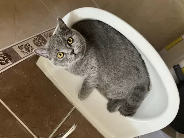 Ücretsiz Sahiplendirme British Shorthair