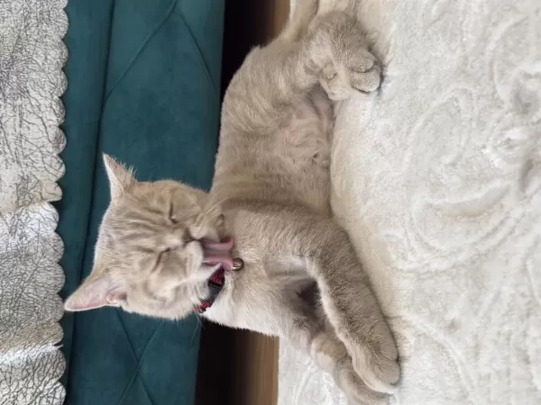 Ücretsiz Sahiplendirme British Shorthair