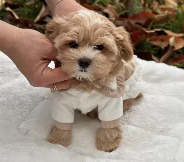 Harika Maltipoo Yavrular