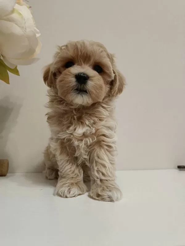 Harika Maltipoo Yavrular