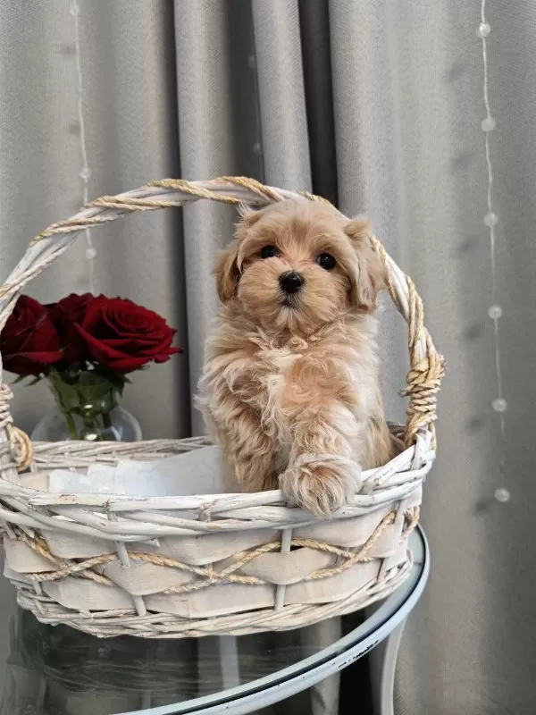 Harika Maltipoo Yavrular