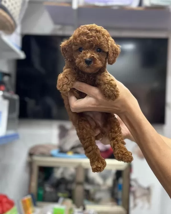 Toy Poodle Teacup 0 Boy