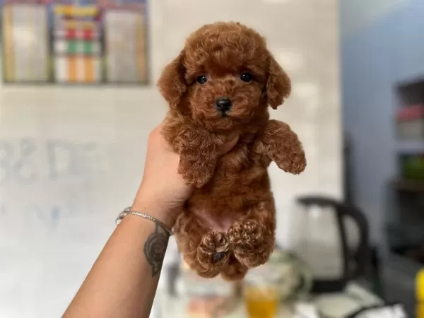Toy Poodle Teacup 0 Boy