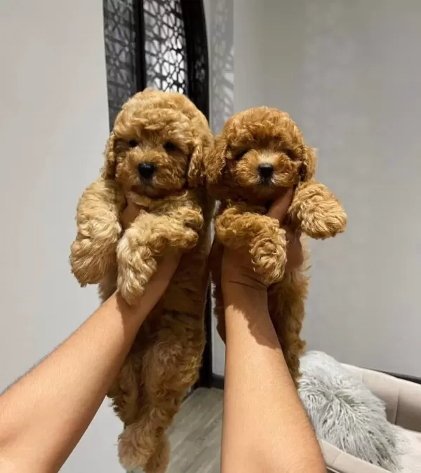 Toy Poodle Teacup 0 Boy