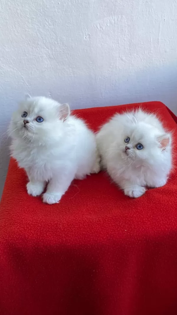Maviş Gözlü Safkan British Longhair Yavrular
