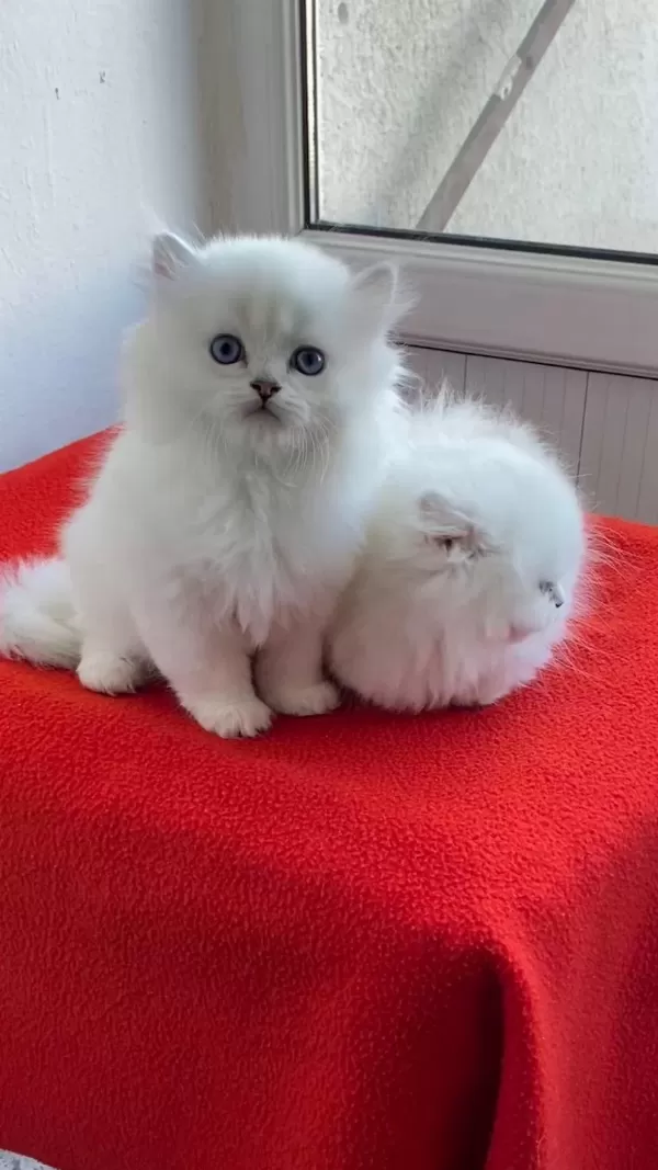 Maviş Gözlü Safkan British Longhair Yavrular