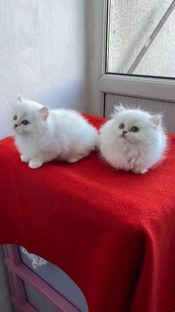 Maviş Gözlü Safkan British Longhair Yavrular