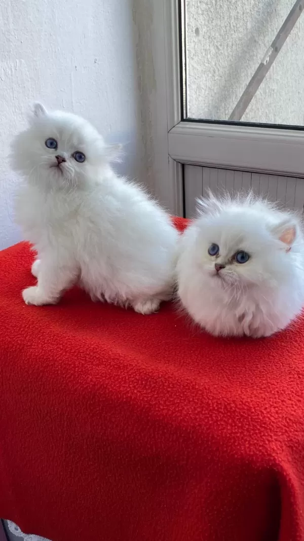 Maviş Gözlü Safkan British Longhair Yavrular
