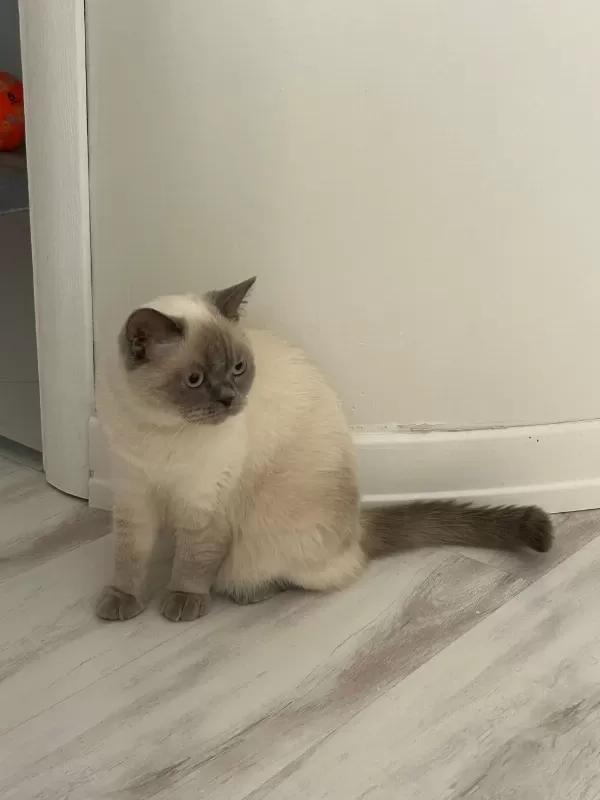 Sağlık Sorunlarından Dolayı Kedimize Acil Yuva Arıyoruz