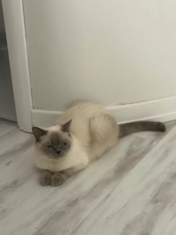 Sağlık Sorunlarından Dolayı Kedimize Acil Yuva Arıyoruz