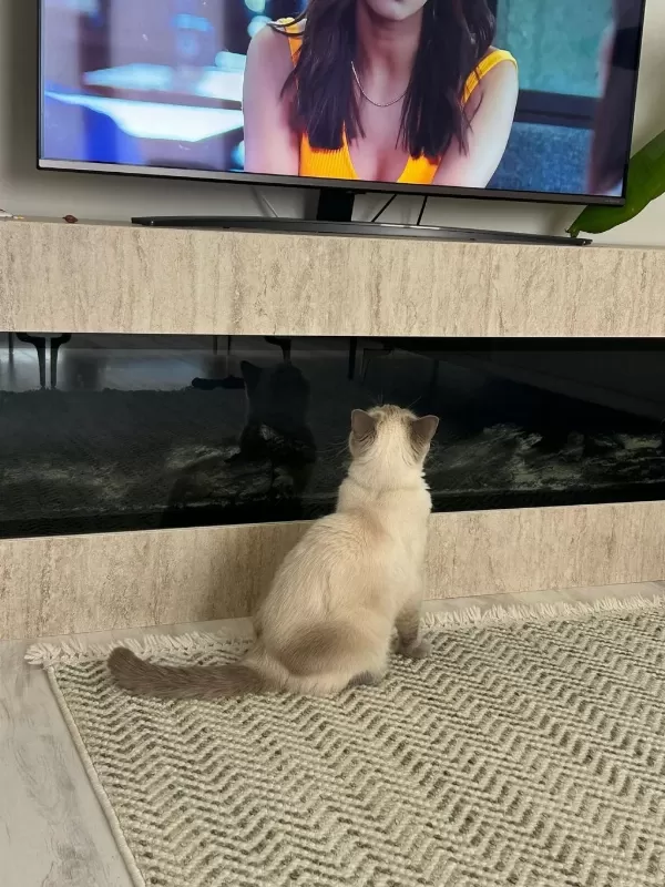 Sağlık Sorunlarından Dolayı Kedimize Acil Yuva Arıyoruz