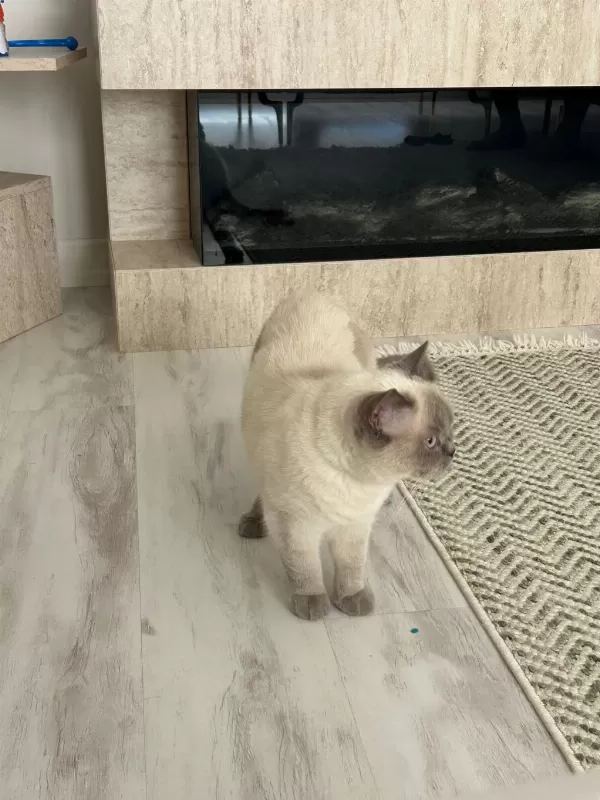 Sağlık Sorunlarından Dolayı Kedimize Acil Yuva Arıyoruz