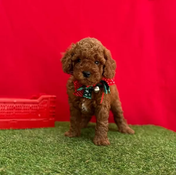 Safkan Toy Poodle Bebekler