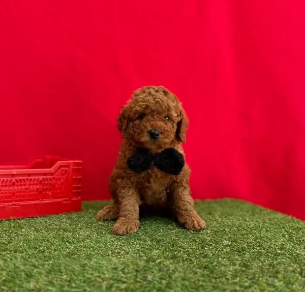 Safkan Toy Poodle Bebekler