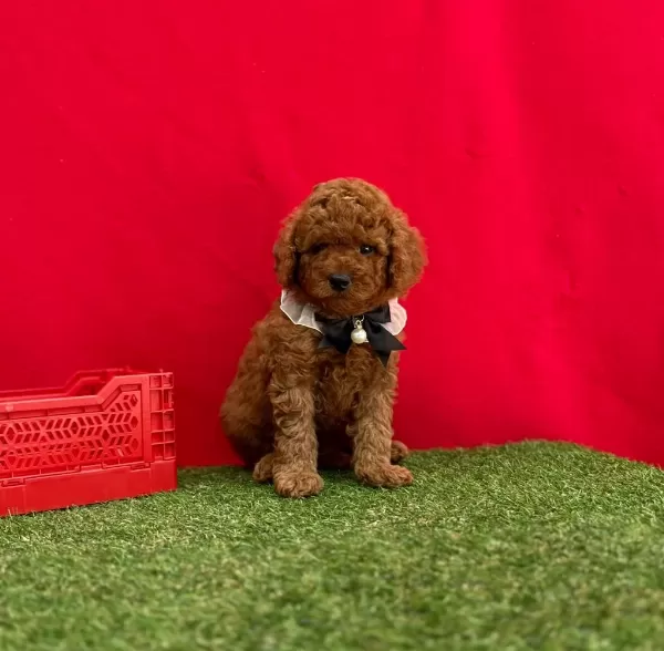 Safkan Toy Poodle Bebekler