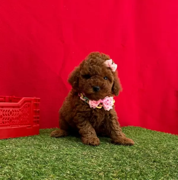 Safkan Toy Poodle Bebekler