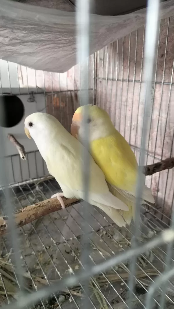Takım Sevda Papağanı