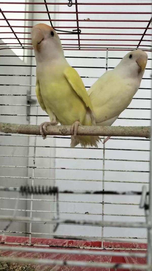 Takım Sevda Papağanı