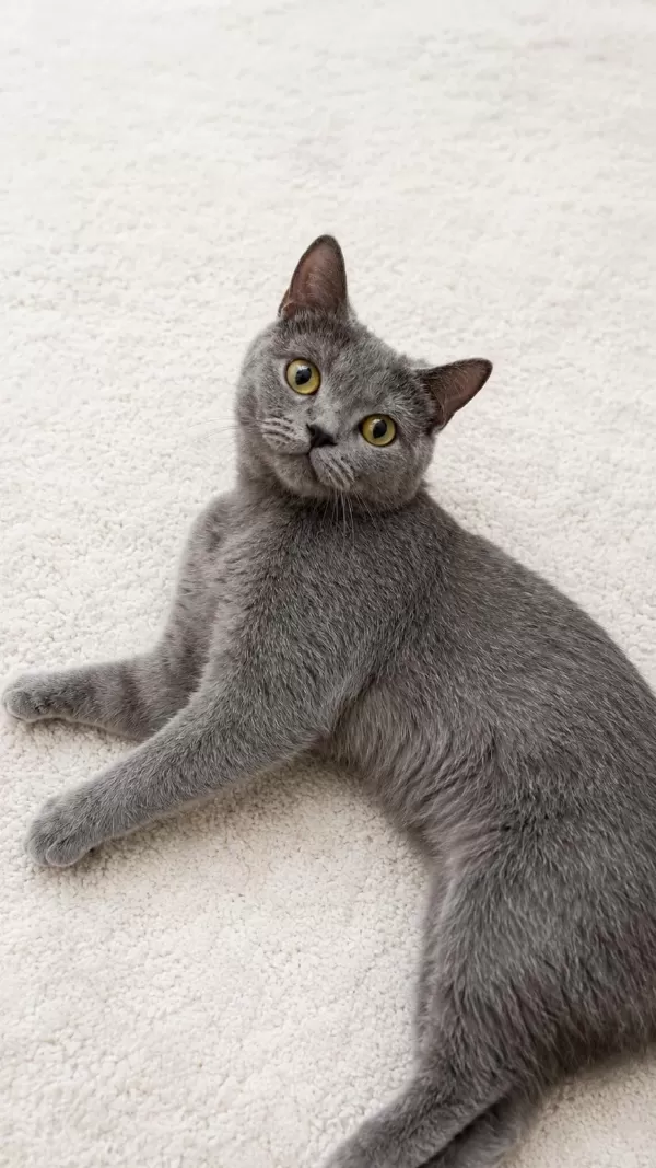 Luci British Shorthair 4 Aylik Yeni Yuvasini Bekliyor