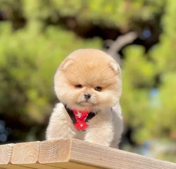 Safkan Pomeranian Boo Bebekler