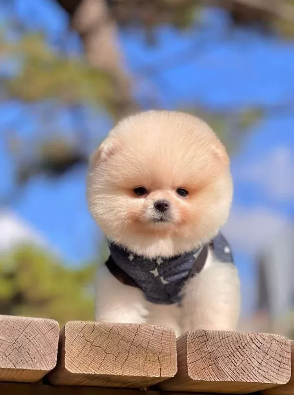 Safkan Pomeranian Boo Bebekler