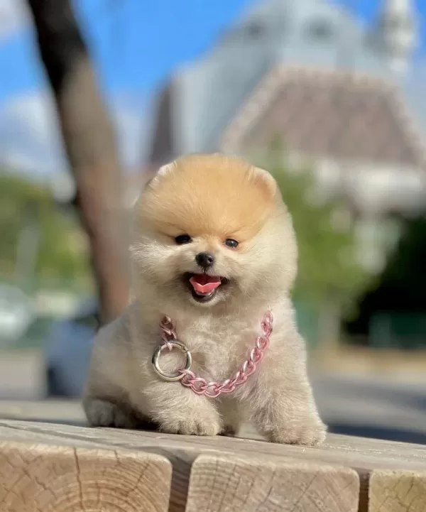 Safkan Pomeranian Boo Bebekler