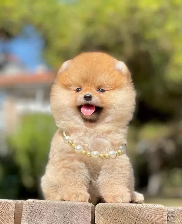 Safkan Pomeranian Boo Bebekler