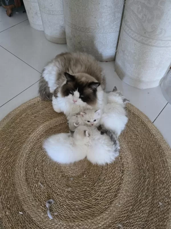 Ayricalikli Olmak İsteyenlere Ragdoll Yavrular