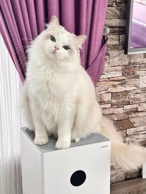 Ayricalikli Olmak İsteyenlere Ragdoll Yavrular
