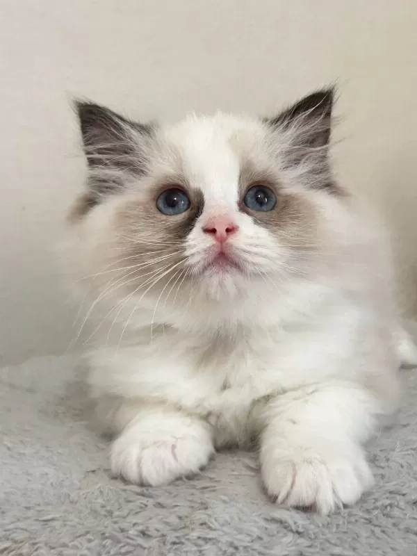 Ayricalikli Olmak İsteyenlere Ragdoll Yavrular