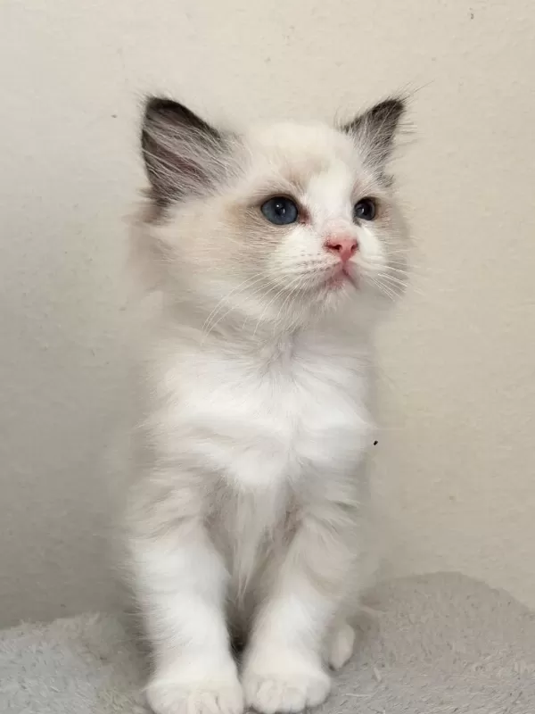 Ayricalikli Olmak İsteyenlere Ragdoll Yavrular
