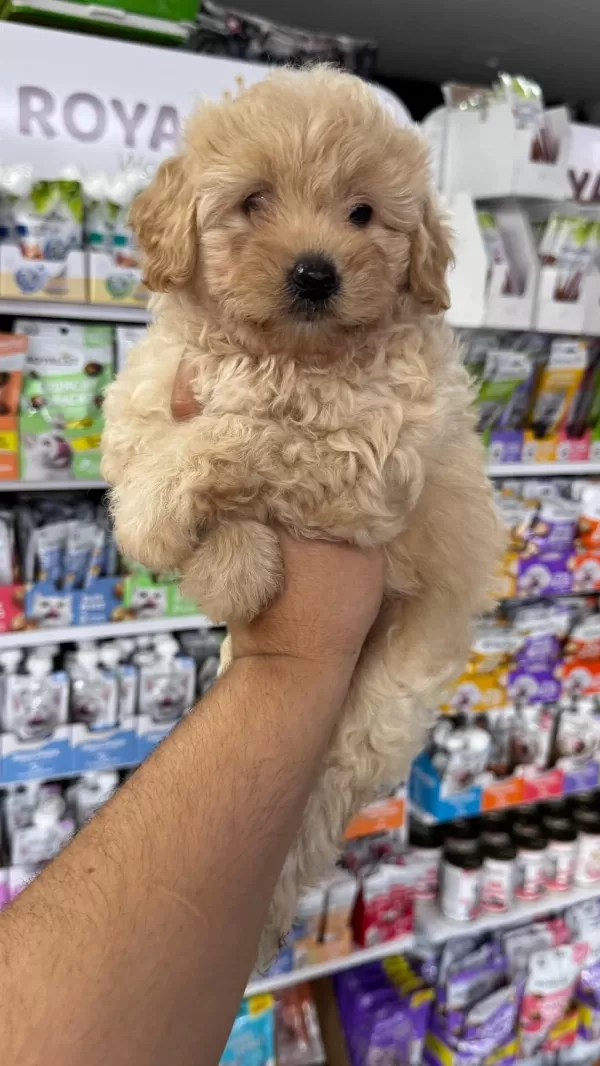 Maltipoo Yavrularımız İçin Arayabilirsiniz