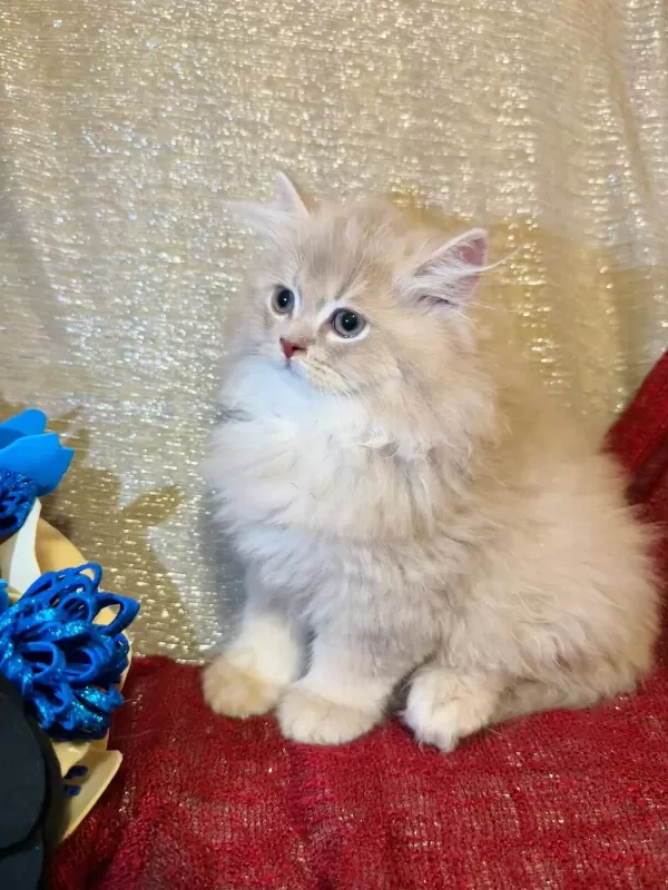 British Longhair Yavrular