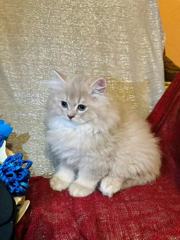 British Longhair Yavrular