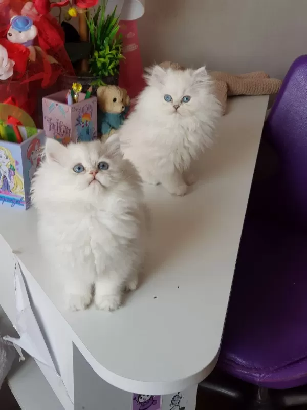 British Longhair Yavrular