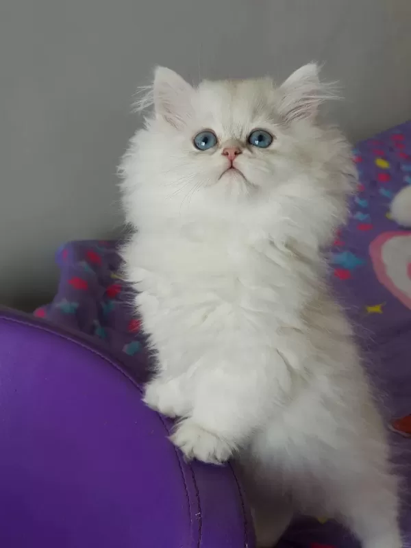 British Longhair Yavrular