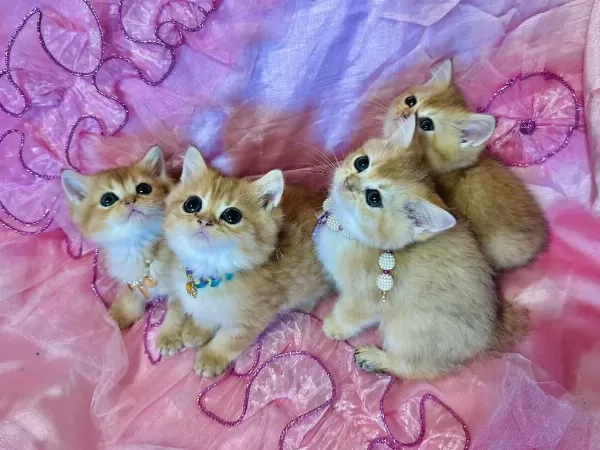 British Longhair Yavrular