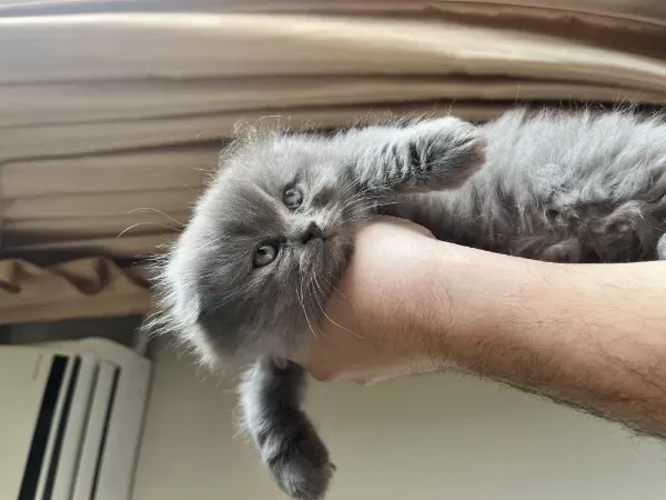 Scottish Ve British Longhair Yavrular