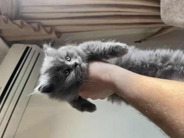 Scottish Ve British Longhair Yavrular