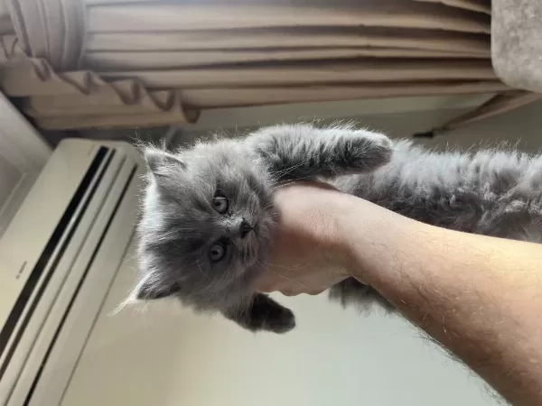 Scottish Ve British Longhair Yavrular