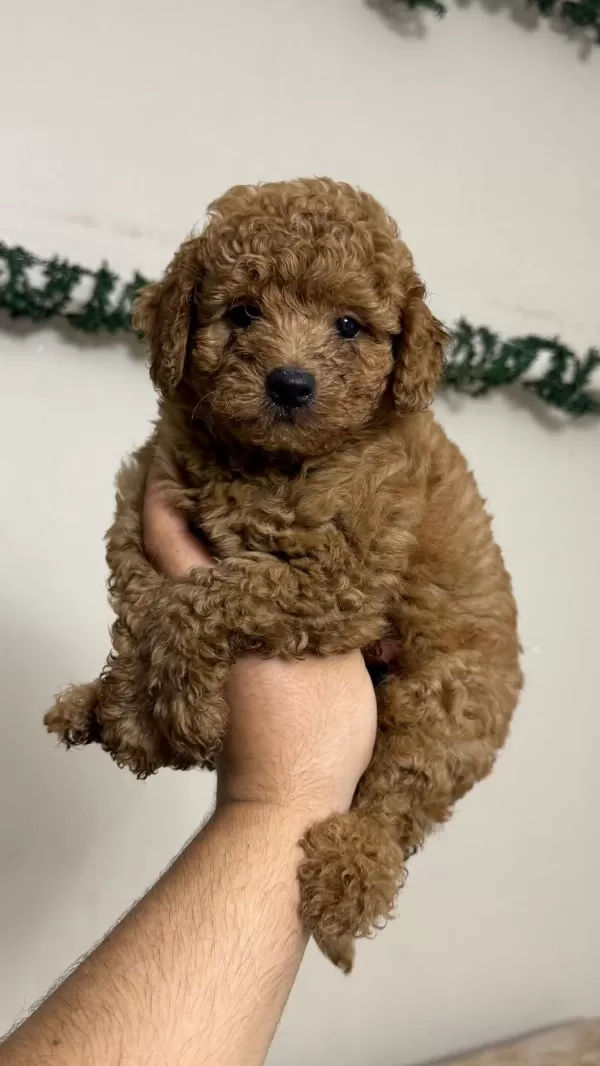 Toy Poodle Kore Kan Minikler