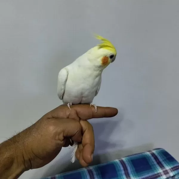 4 Aylık Yavru Sultan Papağanlar